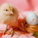 O Segredo Revelado: O que veio primeiro? O Ovo ou a Galinha?