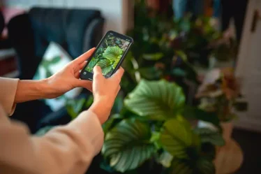 Identifique plantas com facilidade no celular