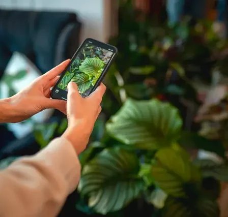 Identifique plantas com facilidade no celular